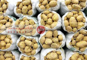 عرضه روزانه ۳۰۰ تن سیب‌زمینی داخلی و وارادتی تنظیم بازار/ پیش‌بینی متعادل شدن عرضه و تقاضا در هفته آینده