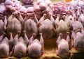 قیمت مرغ تا این تاریخ ۱۵ درصد افزایش می‌یابد/جزییات