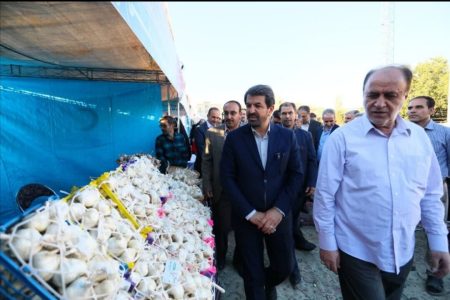 از حدود ۱۰۰ هزار تن سیر تولیدی کشور، ۵۳ هزار تن در همدان تولید می‌شود
