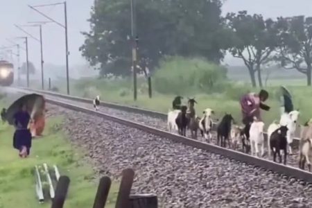 ببینید | برخورد مرگبار قطار با گله بزها