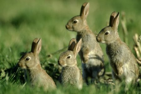اگر اول سال فقط یک جفت خرگوش داشته باشید، تا آخر سال چند خرگوش می‌شوند؟
