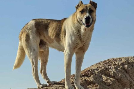 کودک تبریزی بر اثر هاری فوت کرد؛ وزارت بهداشت قصور احتمالی را بررسی می‌کند