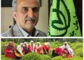 رئیس سازمان چای کشور از پرداخت ۸۷ درصد مطالبات چایکاران کشور خبر داد رئیس سازمان چای کشور از پرداخت ۸۷ درصد مطالبات چایکاران کشور خبر داد