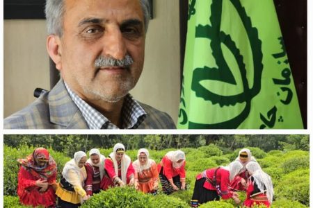 رئیس سازمان چای کشور از پرداخت ۸۷ درصد مطالبات چایکاران کشور خبر داد