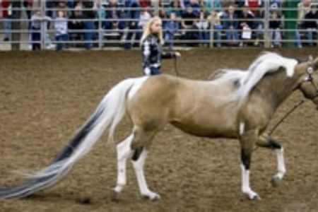 دم ۴ متری این اسب رکورد جهانی زد + فیلم
