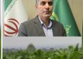 رئیس سازمان جهاد کشاورزی گیلان:توتون‌کاری در گیلان جان گرفت