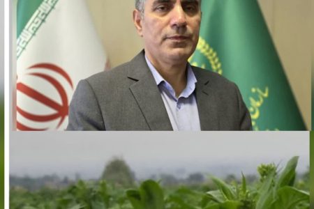 رئیس سازمان جهاد کشاورزی گیلان:توتون‌کاری در گیلان جان گرفت
