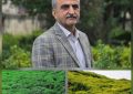۲۲ هزار هکتار زیر کشت چای، تسهیلات ۲۰۰ میلیونی برای احیا