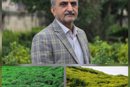 ۲۲ هزار هکتار زیر کشت چای، تسهیلات ۲۰۰ میلیونی برای احیا